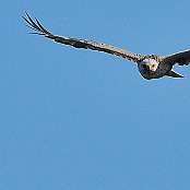 Long-legged Buzzard  "Buteo rufinus"